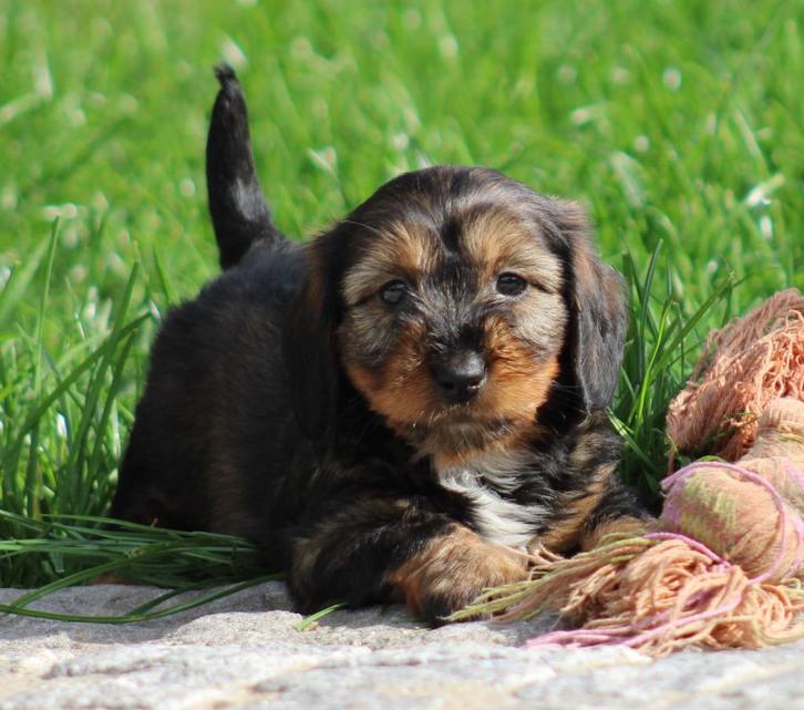 Teckel pups, Dieren en Toebehoren, Honden | Teckels en Dashonden, Meerdere dieren, Langhaar, Dwerg, Fokker | Professioneel, Meerdere