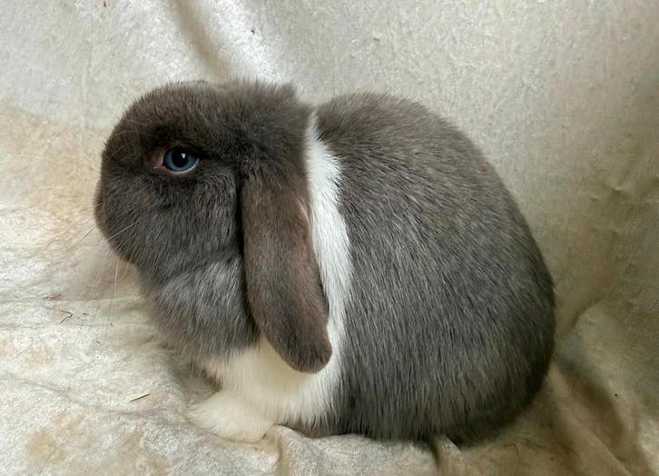 Zeer mooie lieve jonge raszuivere Minilop voedster, Dieren en Toebehoren, Konijnen, Klein, Vrouwelijk, 0 tot 2 jaar, Hangoor