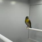 Citroenborst edelzanger, Dieren en Toebehoren, Vogels | Overige Vogels