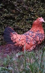 Gebaarde sabelpootkriel hennen/ hennentjes/ sabelhen, Femelle, Poule ou poulet