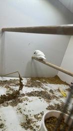 Zebravinken Xl, Meerdere dieren, Tropenvogel, Geringd