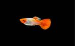 Groep Koi Guppen 3M/5F, Dieren en Toebehoren, Vissen | Aquariumvissen, Vis