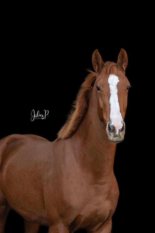 3 jarige ruin & 4 jarige merrie, Dieren en Toebehoren, Paarden, Merrie, Z, 165 tot 170 cm