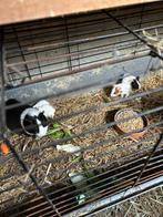 Cavia’s, Dieren en Toebehoren, Cavia, Augustus, Meerdere dieren, Tam