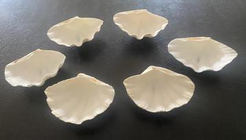 Set de six coquillages blancs