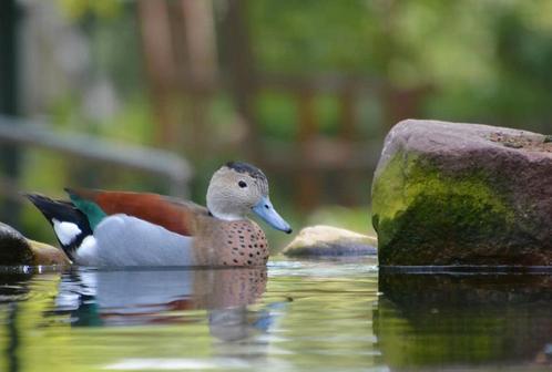 Kuikens siereendjes gezocht, Dieren en Toebehoren, Pluimvee, Eend, Meerdere dieren