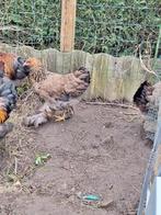 Brahma Goudpatrijs, Dieren en Toebehoren, Pluimvee