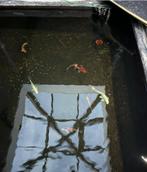 Koi vissen, Dieren en Toebehoren, Vissen | Vijvervissen, Karper of Koi