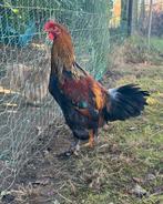 Jonge haan 2025, Dieren en Toebehoren, Pluimvee, Mannelijk, Kip