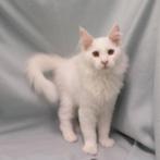 Maine Coon - Splendide Maine Coon te koop, Meerdere dieren, Gechipt, 0 tot 2 jaar