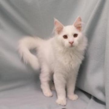 Maine Coon - Splendide Maine Coon te koop beschikbaar voor biedingen
