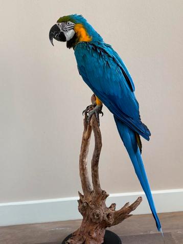 Opgezette Blauw-Geel Ara (Ara ararauna) - Wildernis Atelier beschikbaar voor biedingen
