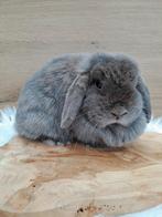 Minilop voedster voor knuffelthuis, Femelle, Nain, Oreilles tombantes, 3 à 5 ans