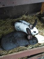 konijnen, Dieren en Toebehoren, Mannelijk, Groot, 0 tot 2 jaar