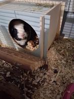 Cavia, Mei, Cavia