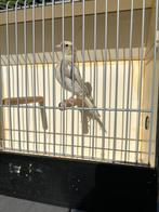 Koppel botvinken, Dieren en Toebehoren, Vogels | Overige Vogels