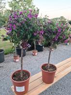 BOUGAINVILLEA op stam, Tuin en Terras, Planten | Bomen, Ophalen