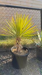 Yucca Aloifolia, Ophalen