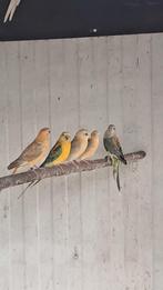 Roodruggen, Dieren en Toebehoren, Geringd