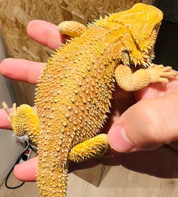 Orange Hypo Blue Bar Het Witblits 1.0.0 beschikbaar voor biedingen