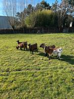 Dwerggeiten, Femelle, Chèvre, 3 à 5 ans