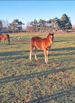 Prachtig merrieveulen