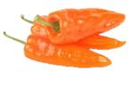Zaden zoete puntpaprika Aranja oogst 2024, Ophalen of Verzenden
