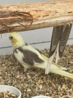 Handtamme valkparkieten, Dieren en Toebehoren, Vogels | Parkieten en Papegaaien, Parkiet, Geringd