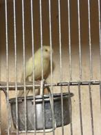 Kakariki, Meerdere dieren, Parkiet