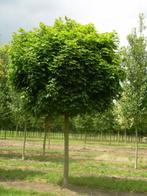 Bol bomen, Tuin en Terras, Ophalen of Verzenden, Struik