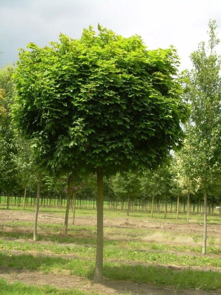 Bol bomen, Tuin en Terras, Planten | Struiken en Hagen, Struik, Ophalen of Verzenden