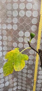 Figuier Ficus Carica, Figuier, En pot, Plein soleil, Moins de 100 cm