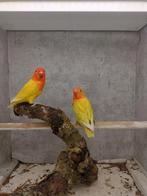 Opaline fischeri's split voor lutino opaline, Dieren en Toebehoren