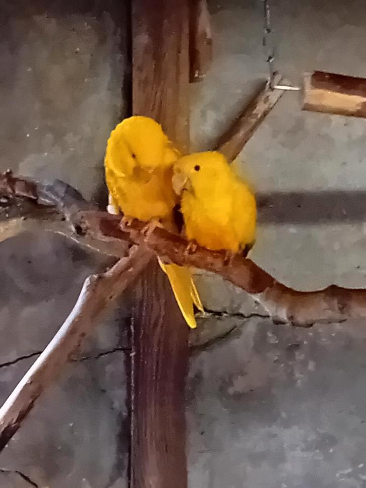 goudparkiet, Animaux & Accessoires, Oiseaux | Perruches & Perroquets, Perroquet, Plusieurs animaux, Bagué