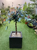 Ficus Benjamini, Ophalen