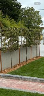 Chênes palissés, Tuin en Terras, Planten | Bomen, Ophalen