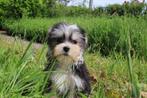 Morkie teef puppy, eigen kweek, geboren 19 maar 2025, Dieren en Toebehoren, Honden | Chihuahua's en Gezelschapshonden, België