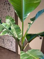 Musa Florida (bananier panaché), Jardin & Terrasse, Plantes | Arbres, 100 à 250 cm, Plein soleil, Autres espèces, Enlèvement