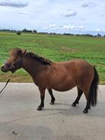Jonge shetlanders, Dieren en Toebehoren, Pony's, Niet van toepassing, 0 tot 2 jaar, Gechipt, Meerdere dieren