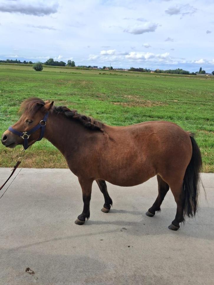 Jonge shetlanders, Dieren en Toebehoren, Pony's, Meerdere dieren, Niet van toepassing, Recreatiepony, 0 tot 2 jaar, Gechipt, Ontwormd