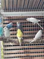 Jonge grasparkieten, Dieren en Toebehoren, Vogels | Parkieten en Papegaaien, Parkiet