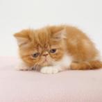 één Prachtige Exotic Shorthair kitten - te koop !, Dieren en Toebehoren, Katten en Kittens | Raskatten | Korthaar, Gechipt, 0 tot 2 jaar