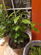 Citroen plant, Ophalen, In pot, Citroenboom