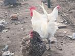 Poule de bresse, Dieren en Toebehoren, Pluimvee, Mannelijk, Kip