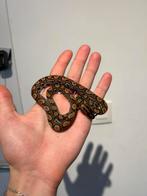 1.0 Epictates Cenchria Cenchria regenboog boa, Dieren en Toebehoren, Reptielen en Amfibieën, Slang, Tam, 0 tot 2 jaar