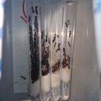 Camponotus pilicornis 1q 200-250w | mieren ant mierenkolonie, Dieren en Toebehoren, Insecten en Spinnen, Mieren