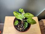 Alocasia polly aurea, Huis en Inrichting, Ophalen of Verzenden
