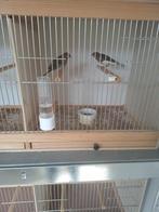 Kanarie s, Dieren en Toebehoren