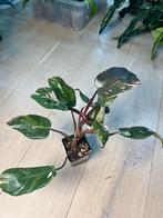 Philodendron Red Anderson, Ophalen of Verzenden