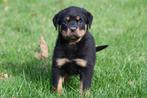 Rottweiler pups te koop - Beide ouders aanwezig, Dieren en Toebehoren, Honden | Bulldogs, Pinschers en Molossers, België, CDV (hondenziekte)